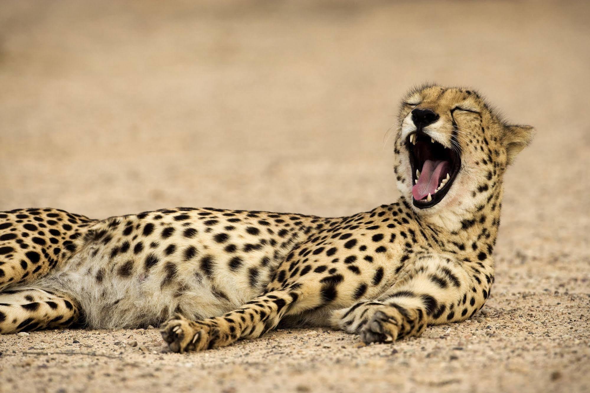 Anantara Sir Bani Yas Island Al Sahel Villas Zahr Exterior foto
